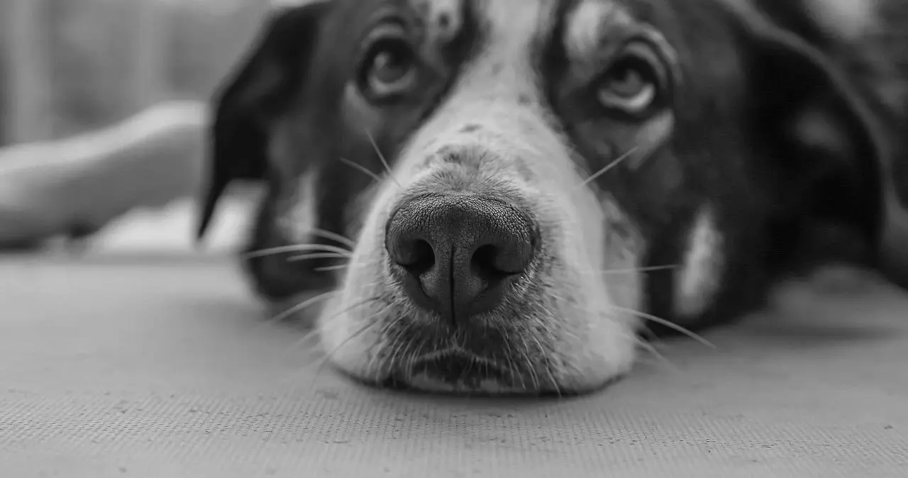 西檬之家TS与性别认同:你需要知道的基础知识和实践指南 一